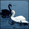 Аватар для swan